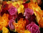 Rosas en diferentes colores