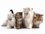 Cuatro pequeños gatos