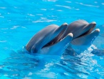 Dos delfines