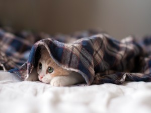 Gatito escondido