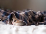 Gatito escondido