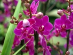 Preciosa orquídea