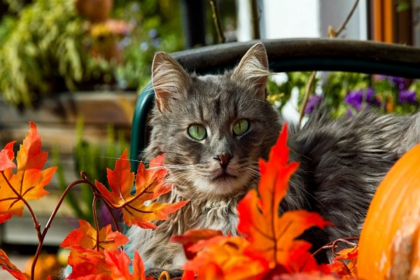 Gatito entre hojas anaranjadas