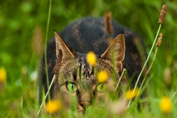 Gato de ojos verdes, atento sobre la hierba