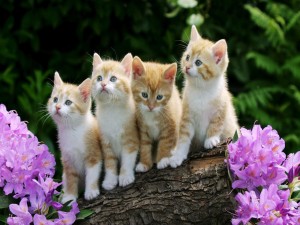 Cuatro gatitos