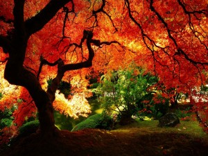 Gran árbol de hojas rojas