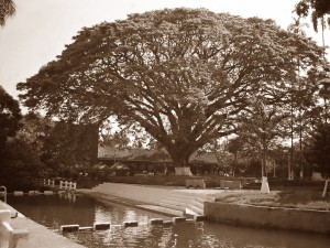 Gran árbol en Santander de Quilichao, Colombia