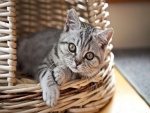 Gatito en una cesta de mimbre