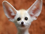 Fénec de grandes orejas