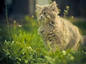 Gatito comiendo hierba