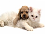 Cachorro de gato y perro