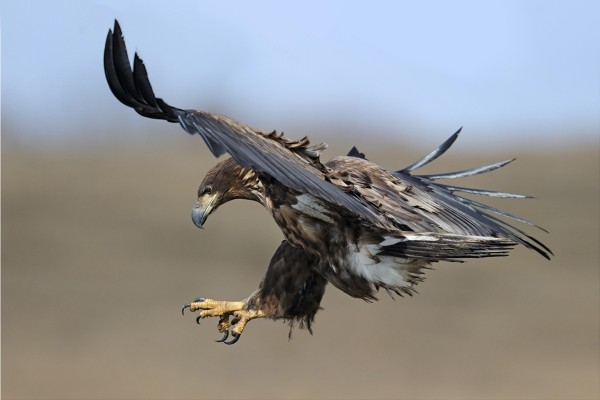 Águila en el aire