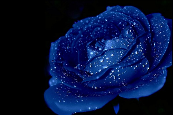 Rosa azul con gotas de agua