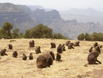 Parque Nacional de Simen, Etiopía