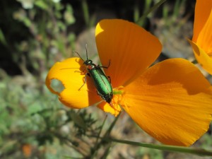 Postal: Gran insecto devorando una flor