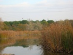Uno de los lagos del Parque del Alamillo (Sevilla, España)