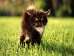 Pequeño gato en la hierba