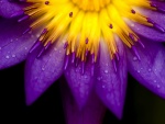 Flor amarilla y púrpura