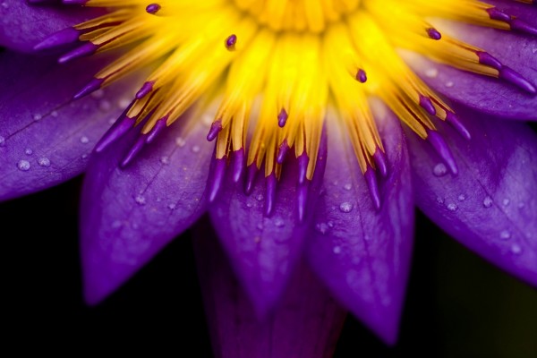Flor amarilla y púrpura