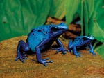 Dos ranas azules