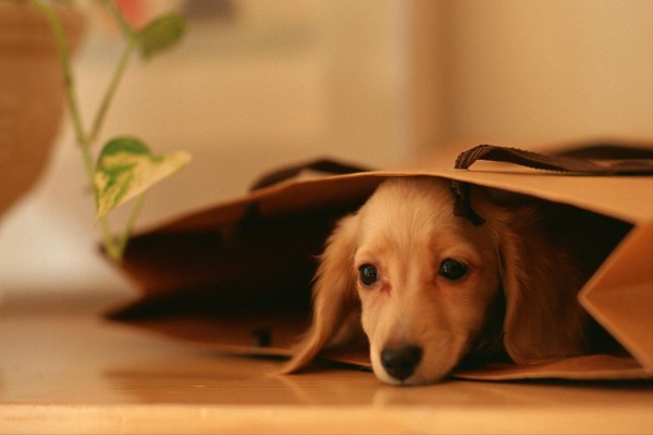 Perro dentro de una bolsa