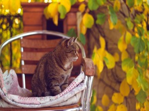 Postal: Un gatito sobre una silla