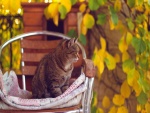 Un gatito sobre una silla