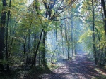 Camino en el bosque de Grimbosq (Calvados, Francia)