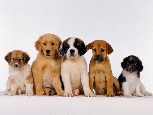 Postal: Cinco cachorros