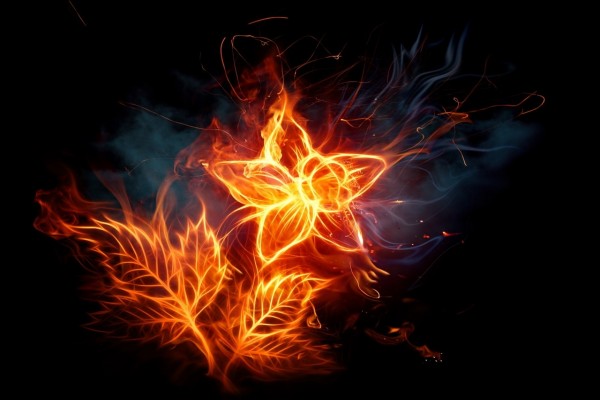 Flor en llamas