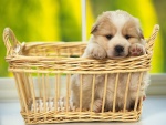 Cachorro en una cesta de mimbre