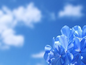 Hortensia y cielo azul