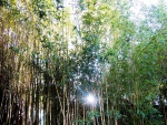 Cañas de bambú en un parque de Niza