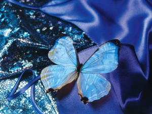 Postal: Mariposa azul