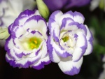 Flores blancas y violetas