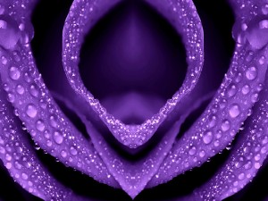 Capas de una flor color violeta