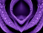 Capas de una flor color violeta