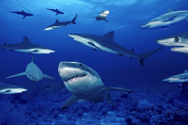 Tiburones bajo el mar