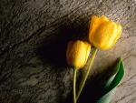 Dos tulipanes amarillos