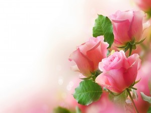 Rosas color rosa