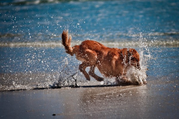 Perro jugando en el agua
