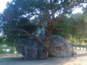 Un árbol junto a una piedra