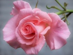 Preciosa rosa de color rosa