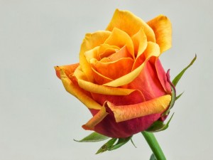 Postal: Rosa de color naranja