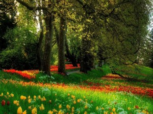 Parque cubierto con flores de colores