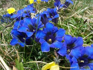Postal: Flores azules en Los Apeninos (Italia)