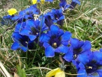 Flores azules en Los Apeninos (Italia)