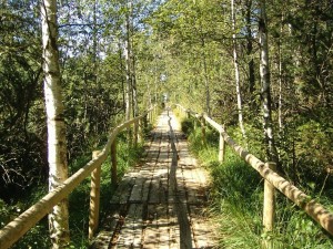 Sendero en el Bosque Negro (Alemania)