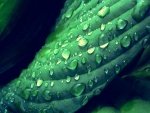 Gotas de agua sobre una planta verde