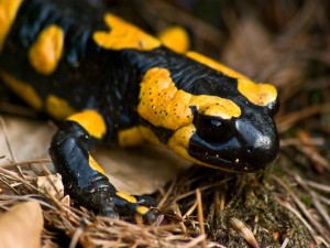 Salamandra de bonitos colores